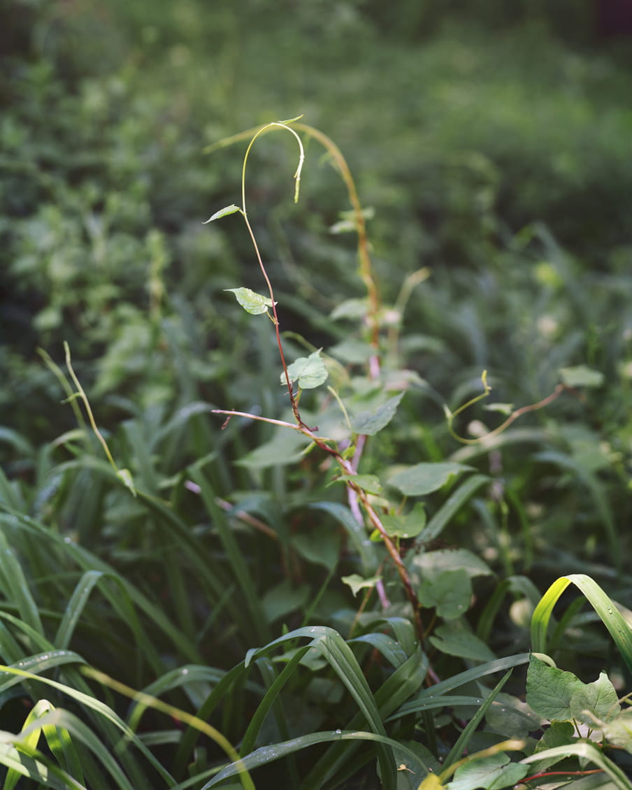 Photo of two small plants growing close to eachother