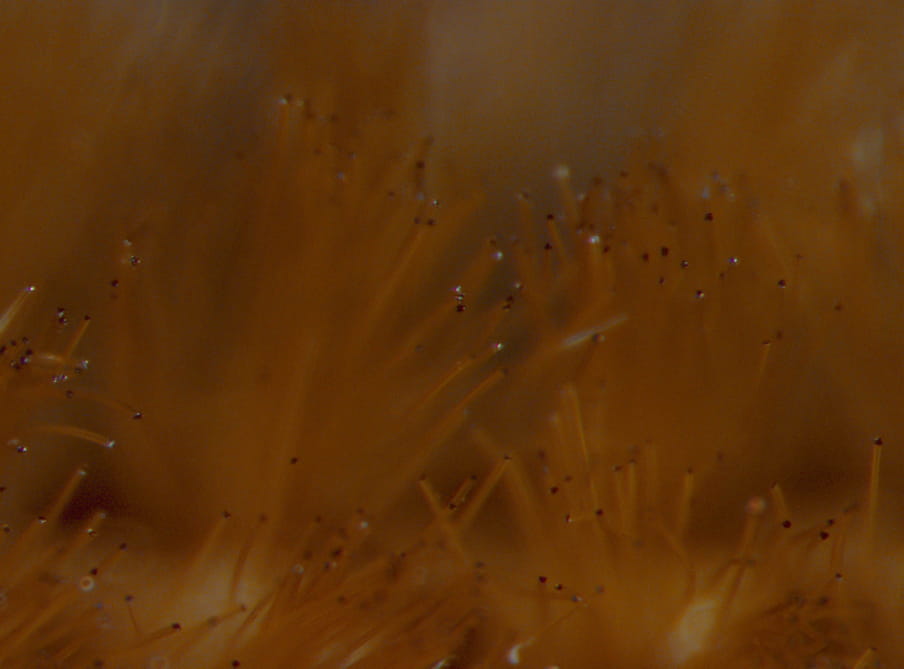 Close up photograph of yellow fibers looking like an aquatic plants. 