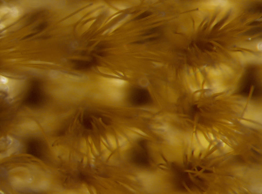 Close up photograph of yellow fibers looking like an aquatic plants. 