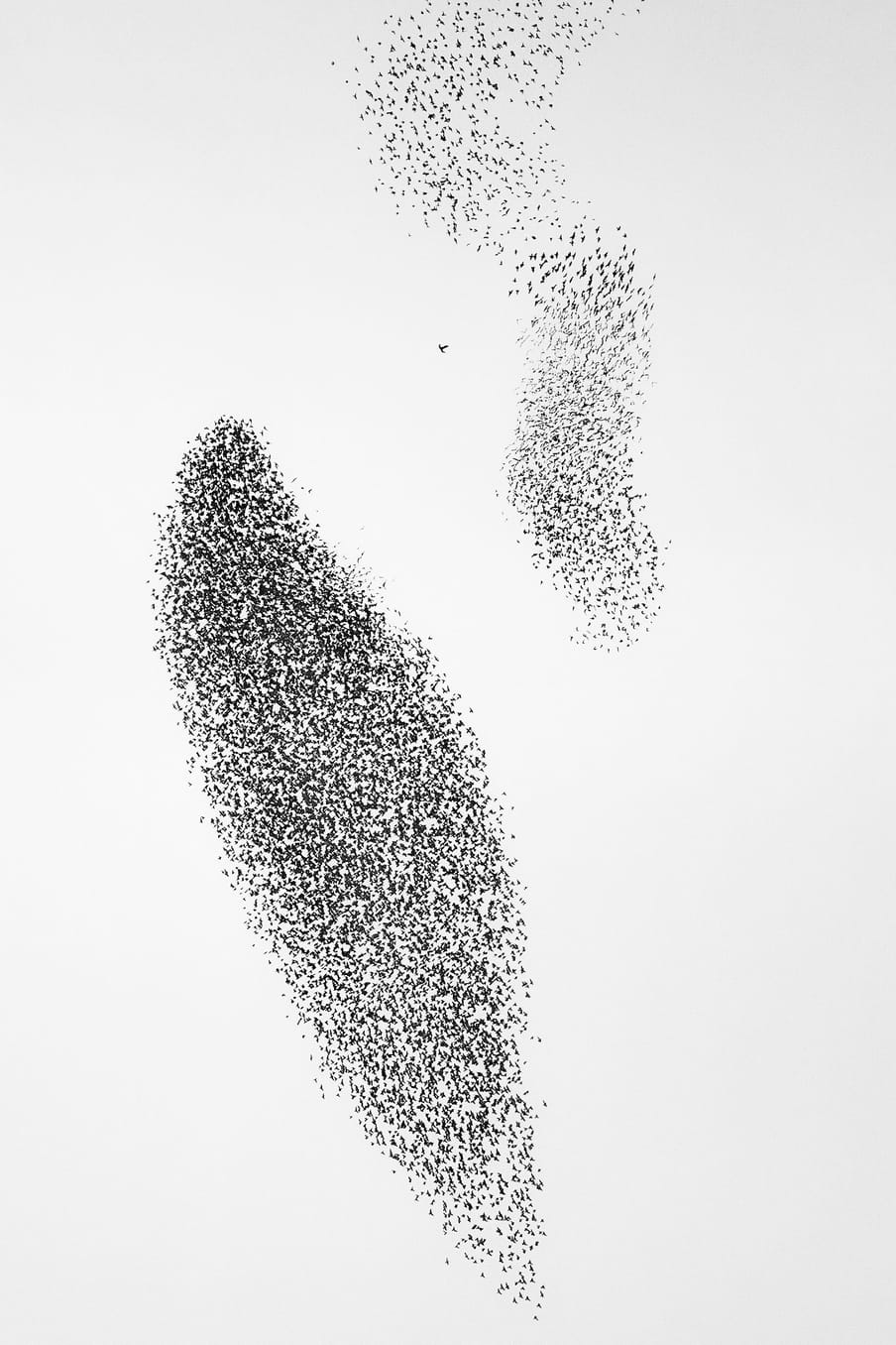 Photo of a flock of birds - against a white background