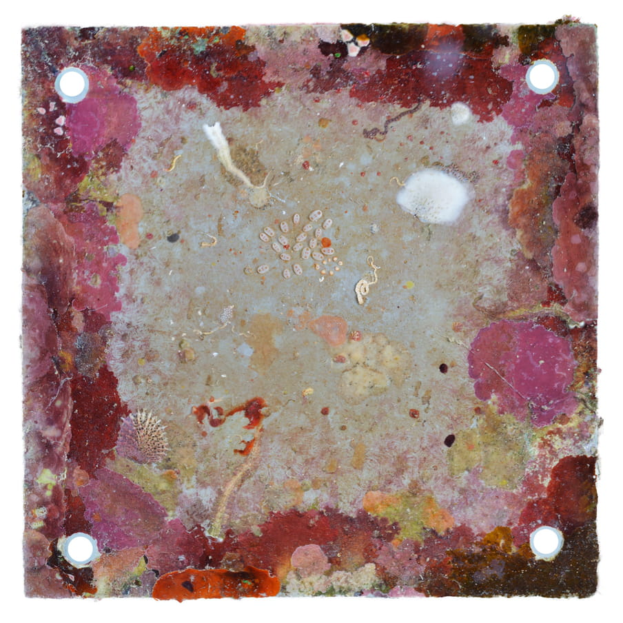 Pink, white and red marine flora and fauna nestling on a marine life mini-village panels taken out of the water. The image looks like a laminated panel of abstract watercolours of pink and red framed around a cream tiled square with dots of red, pink and deep purple in it