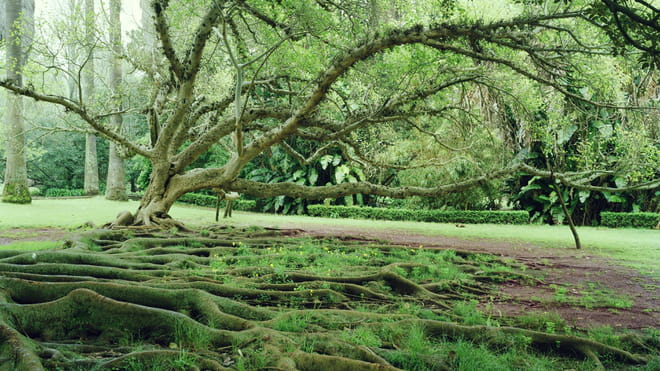Photograph of a tree standing with much green around it. The ground is covered in tree roots.