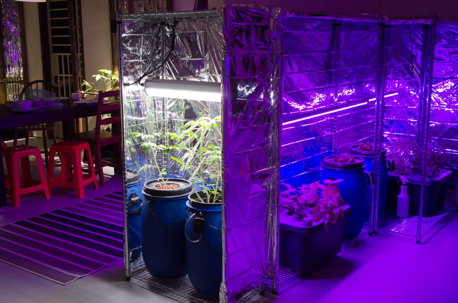 Photo of a room with vegetables grown under artificial light, and a dinner table next to it