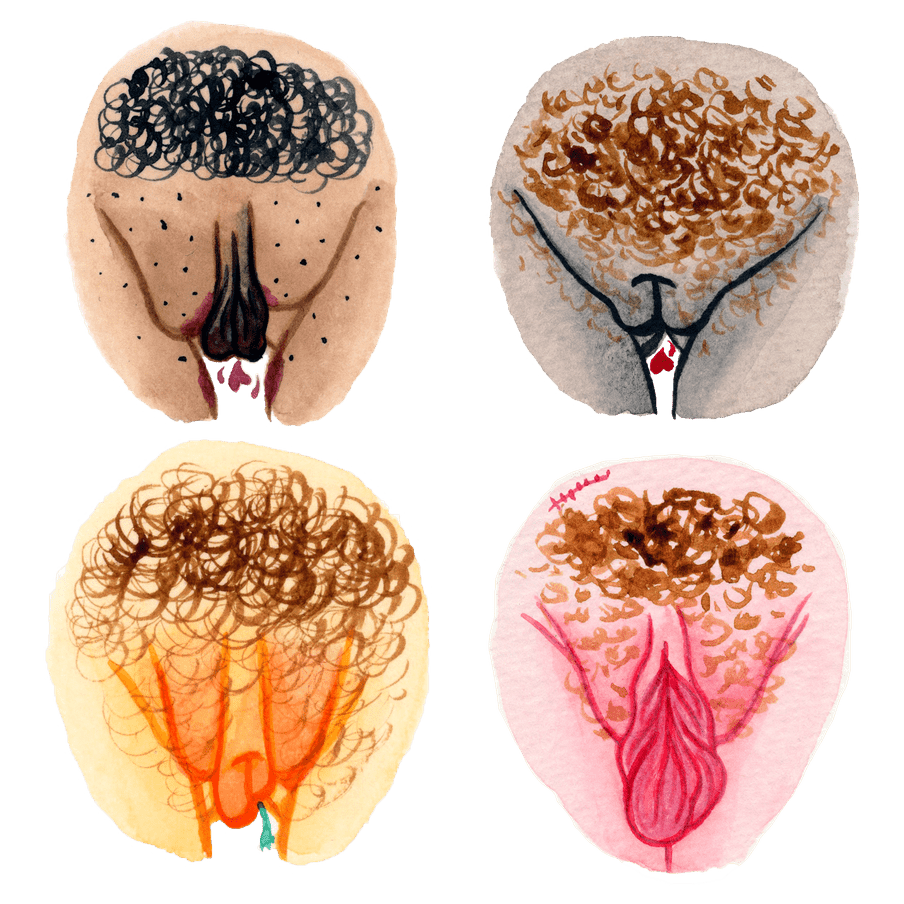 Illustration of four vulvas of different shapes and sizes
