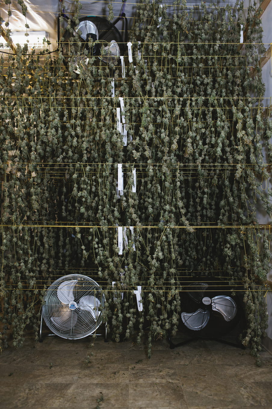 Photo of strings containing branches of cannabis hung to dry, with fans placed above and below.