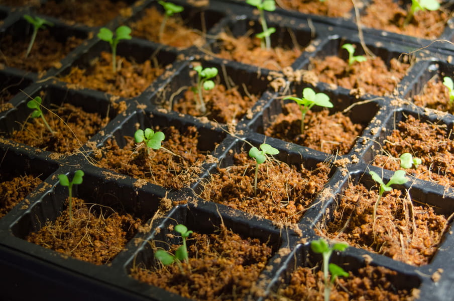 Close up photo of plants growing under artificial lighting, in a plastic container