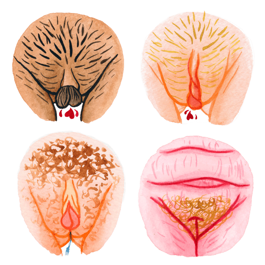 Illustration of four vulva’s of different sizes and shapes