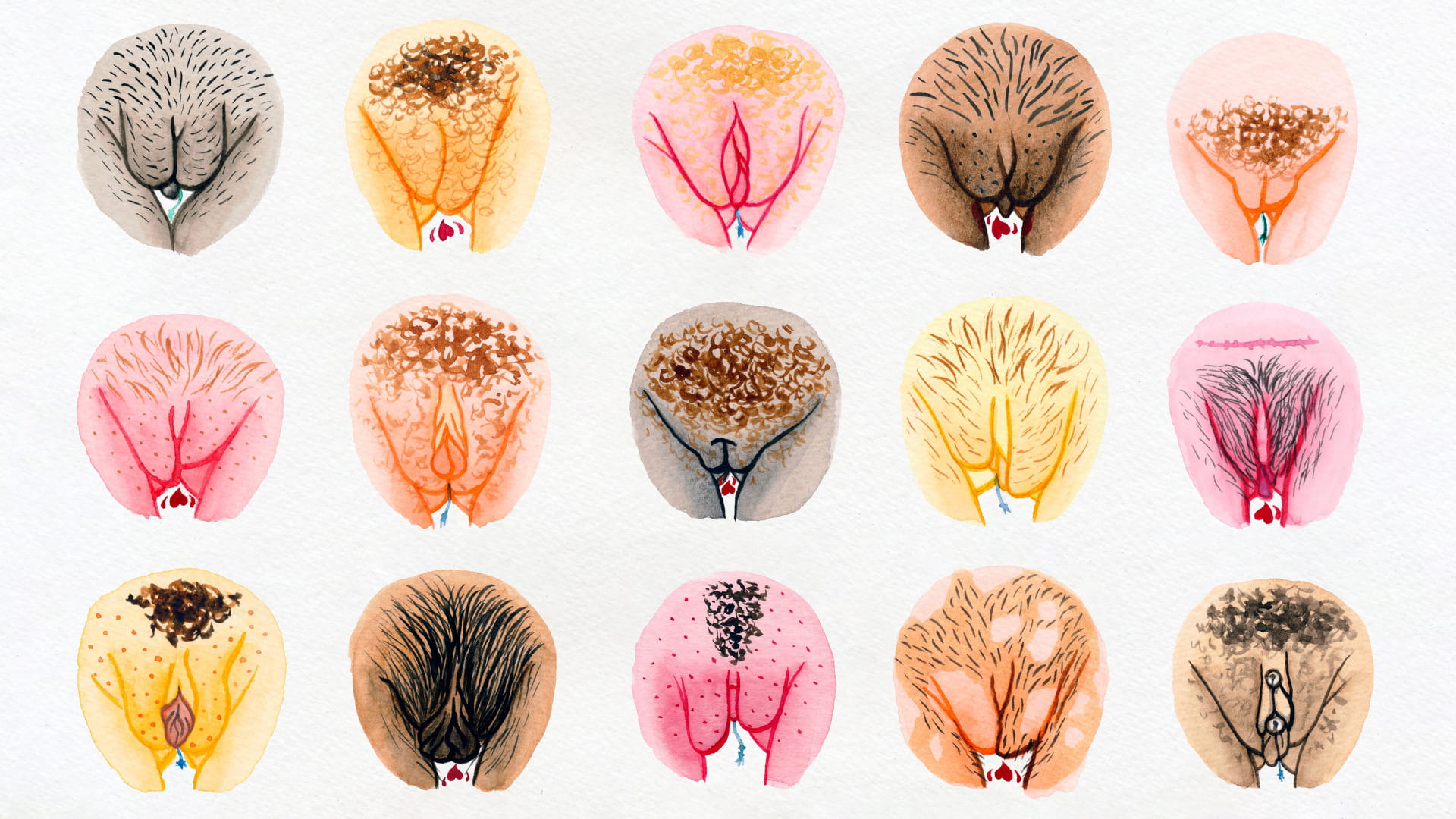Illustration of 15 vulva's of all sizes, colours and kinds 