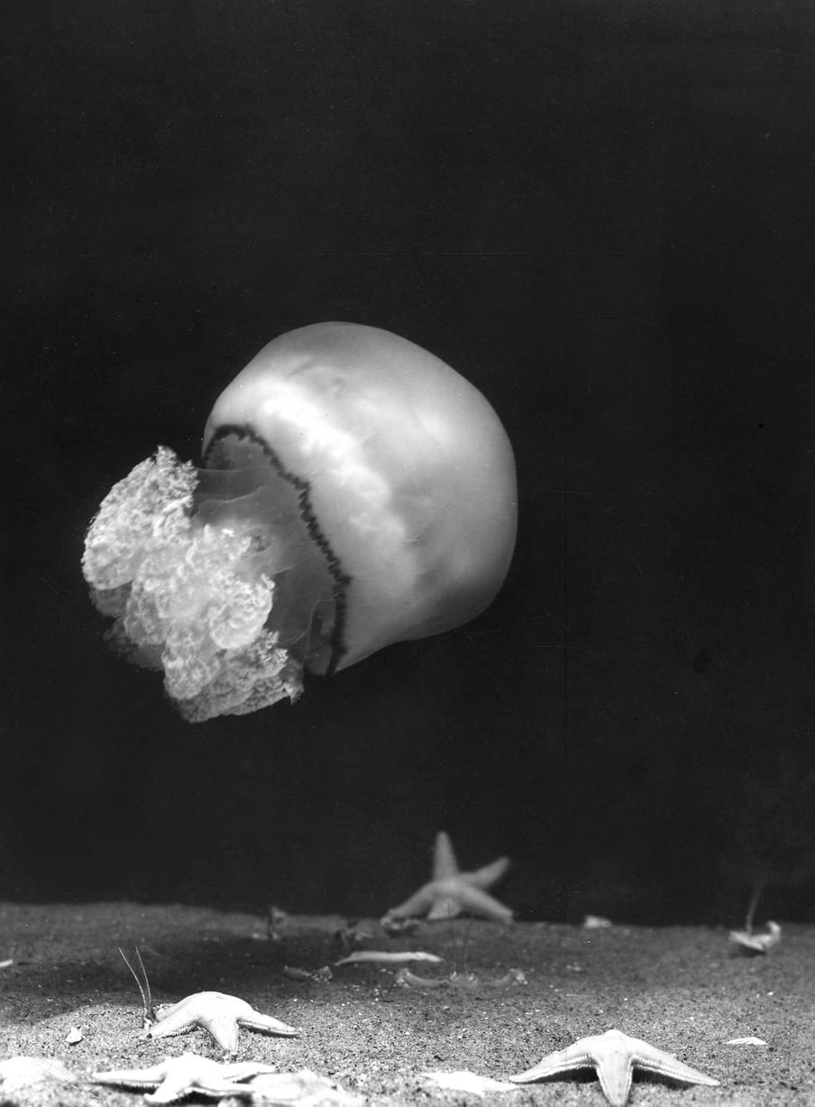 Black and white photo of a jellyfish