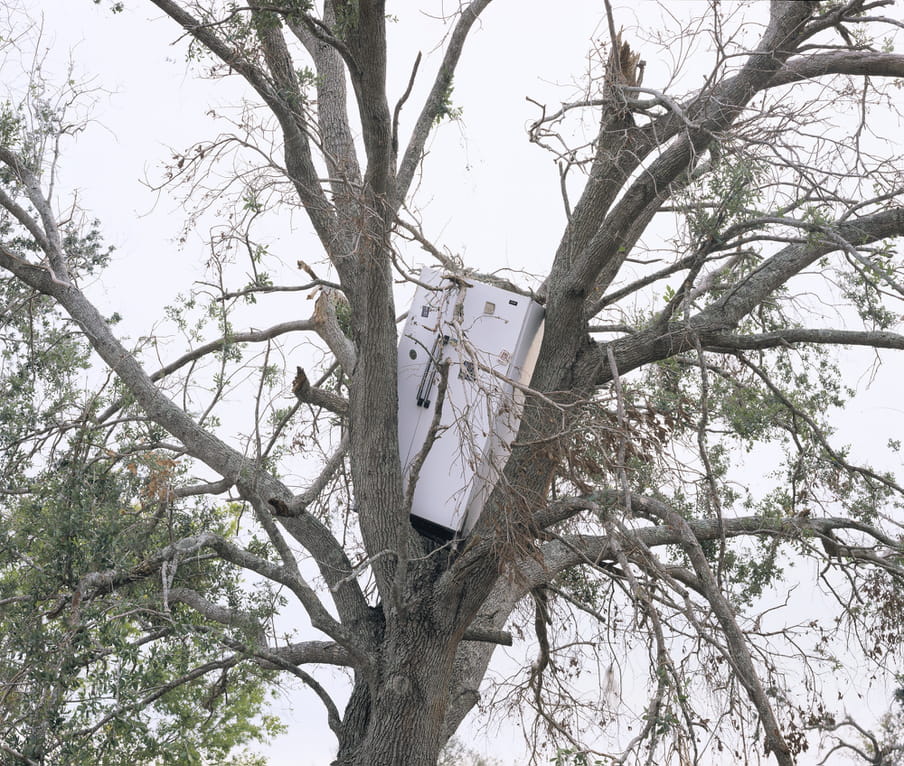 Photo of a tree with a fridge in it