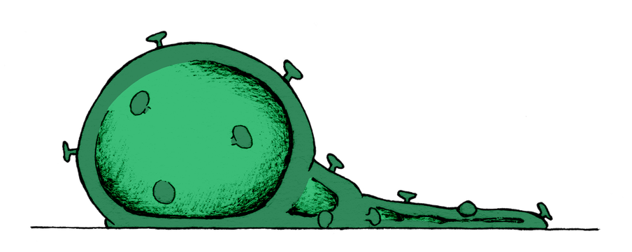 Illustration dominated by a green, round virus husk in semi-deflated state, placed on a thin, straight, black line. We see its large round shape on the left hand side of the image. The circle is slightly flat against the ground. It consists of a dark-green husk with a lighter shade of green dominating the middle and with nail-shaped dots sticking out from the shape. The husk’s deflated tail spans the image to the edge of the right side.