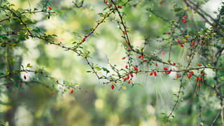 Against a blurry green backdrop of trees, we see a bright close up of branches with small green leaves and bright red berries, the branches meeting in the middle of the picture to form a diamond shape.
