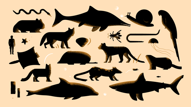 Pale orange background, dark brown silhouettes of animals spaced out between each other, such as a snail, parrot, shark, jellyfish, and more. To the right a silhouette of a man.