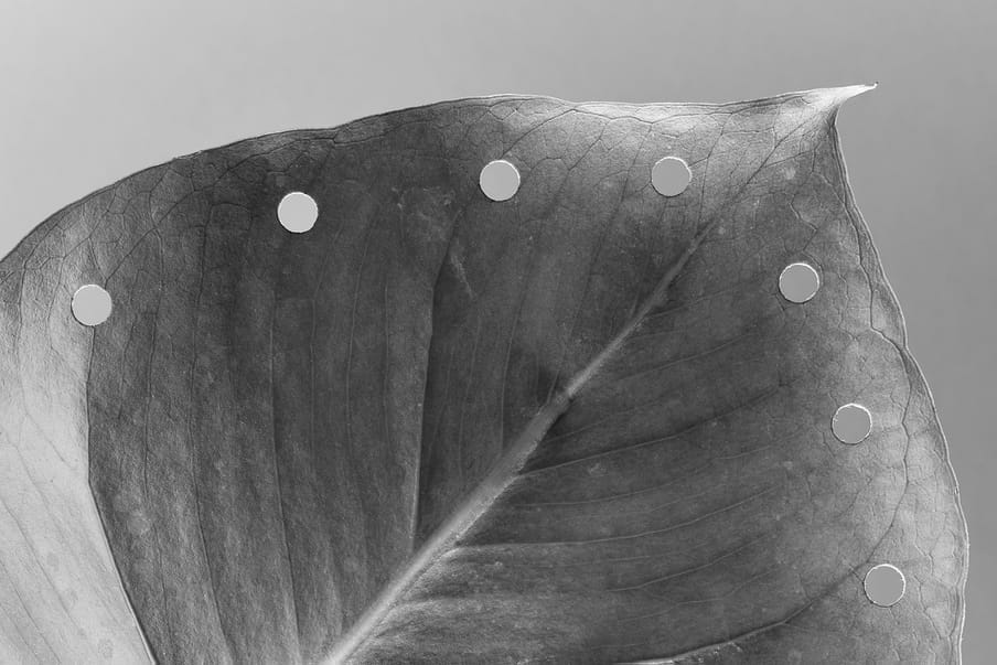 Black and white photograph of a leaf with perfect holes around its edge. 