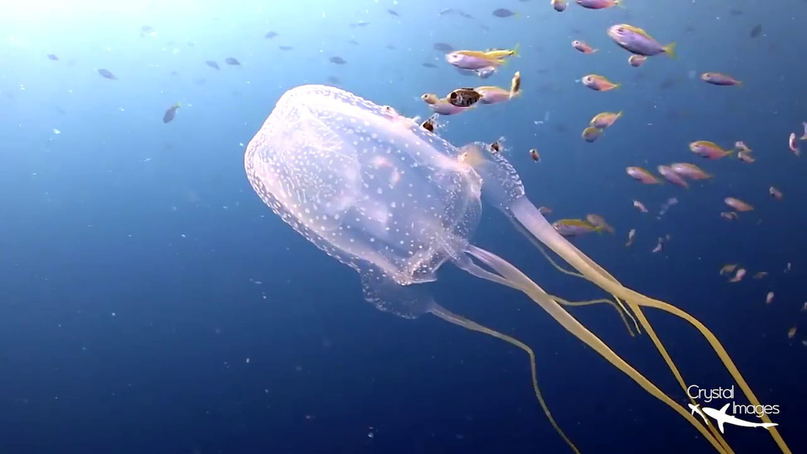 You might hate jellyfish. But almost everything in the ocean depends on ...