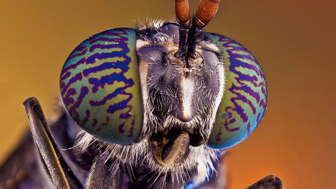 Close up photo of a bug with big purple and green eyes - on an orange background
