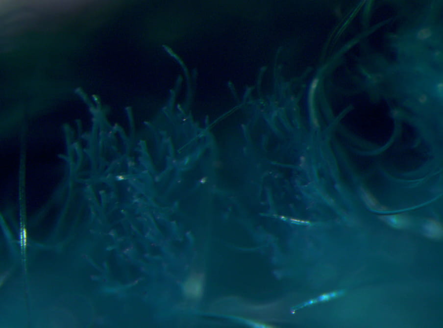 Close up photograph of blue fibers looking like an aquatic plants.