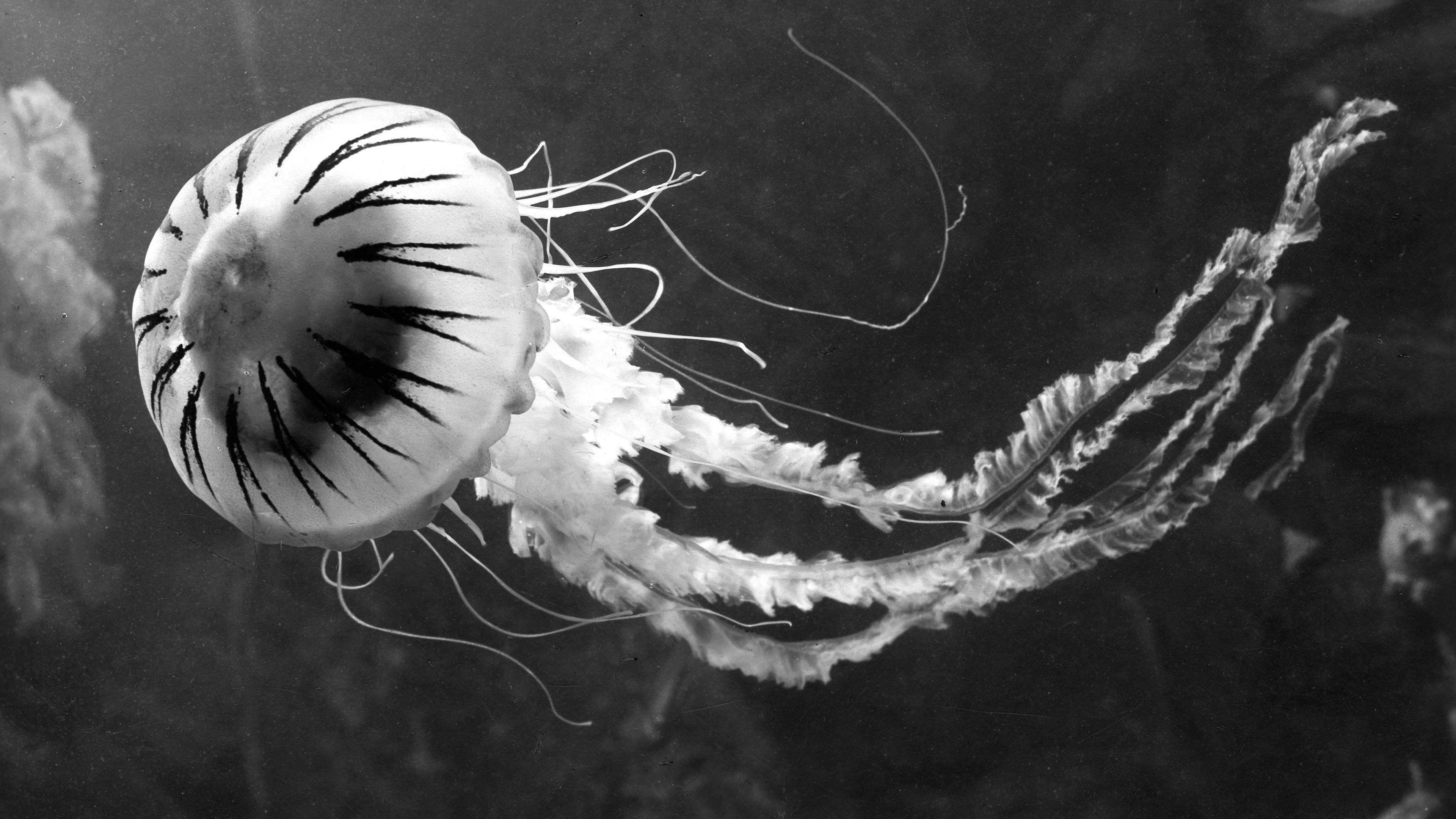 You might hate jellyfish. But almost everything in the ocean depends on  them (and we do too) - The Correspondent