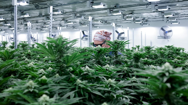Photo with cannabis plants in the foreground, and an employee wearing protective eyewear and a bandana behind them, working under the UV lights in a grow room.