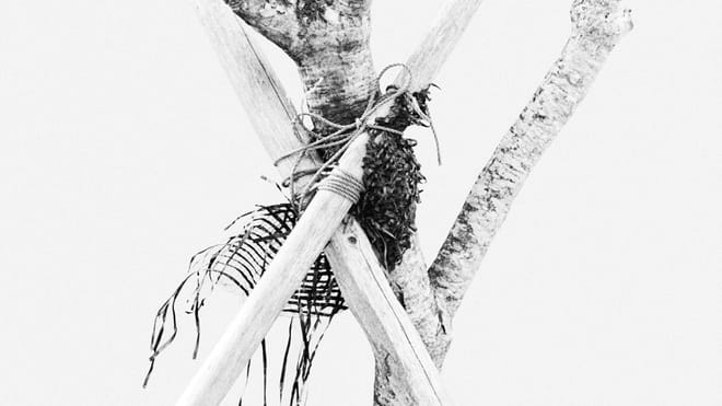 Black and white photo of a tree protected with gauze and supported by two wooden sticks that are tied to it; against a white background.