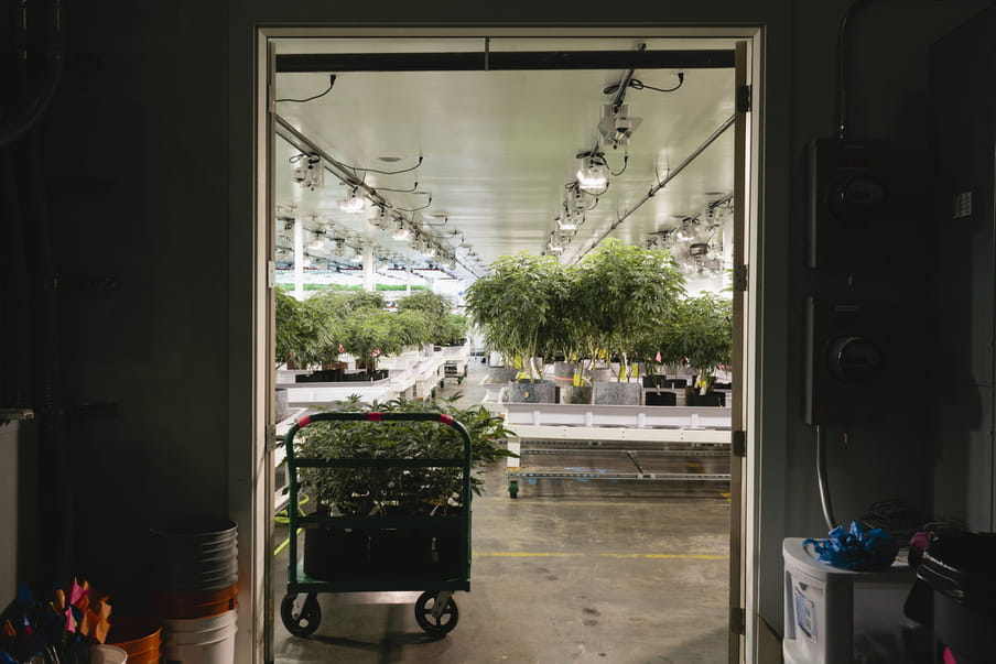 Photo of a doorway, on the side closest to the photographer it’s quite dark - buckets are stacked there and some machines are hanging on the wall. At the other side of the doorway a big hall is shown with many cannabis plants, the ceiling filled with special lamps to enhance growth.