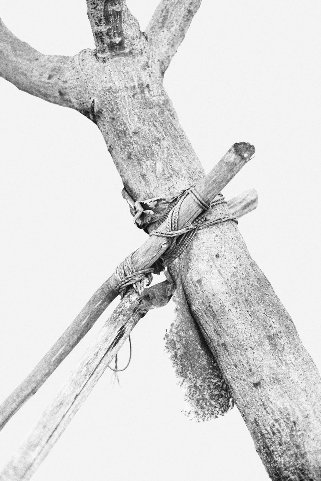 Black and white photo of a tree tied to a construction of wooden branches, supporting it and protected by gauze; against a white background.
