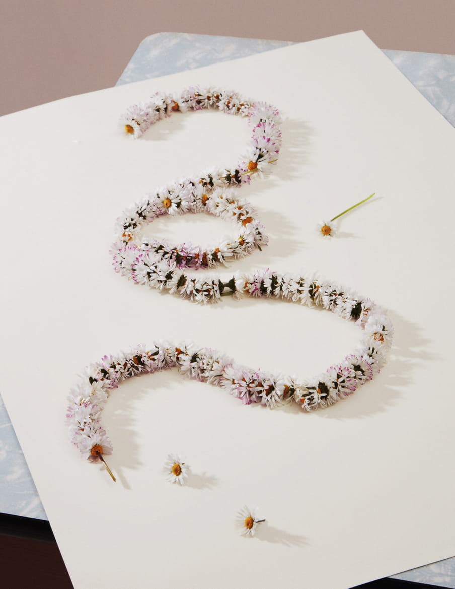 A curvy garland made out of white and slightly pink daisies laying on a beige cardboard and another marble looking like surface. Three flowers are detached from it. 