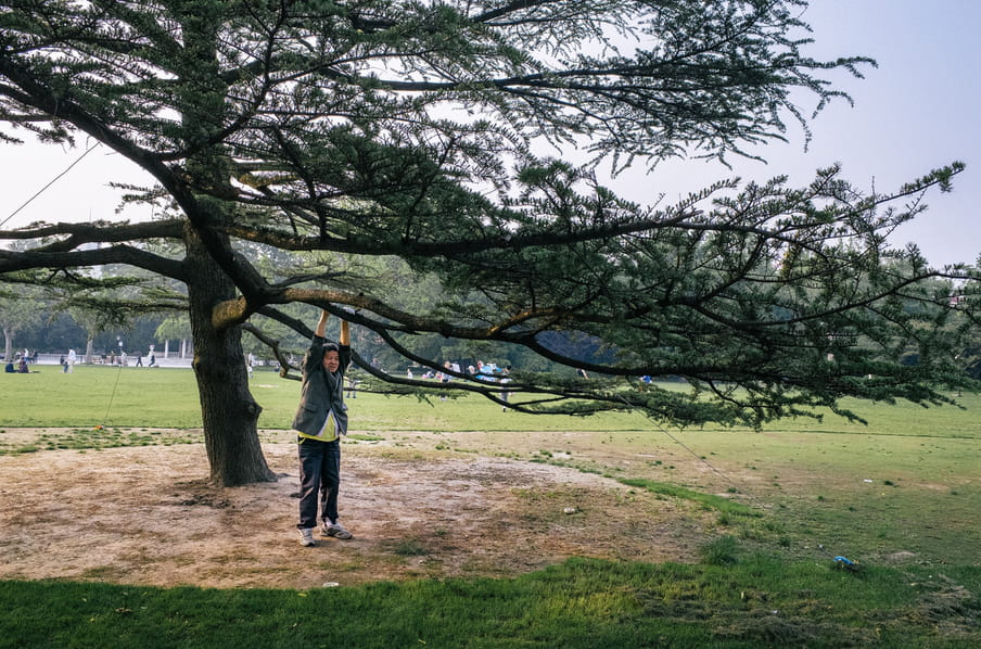 An old person under a tree in a park, holding a branch to stretch their arms.