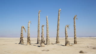 Dried-out leave-less palm trees stand in a landscape of sand against a blue sky 