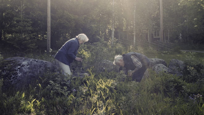 Photograph of an elderly couple standing in the midst of a forest. They appear to be picking greens from the ground. In the back there are trees and sunlight hits the spot where they are standing.