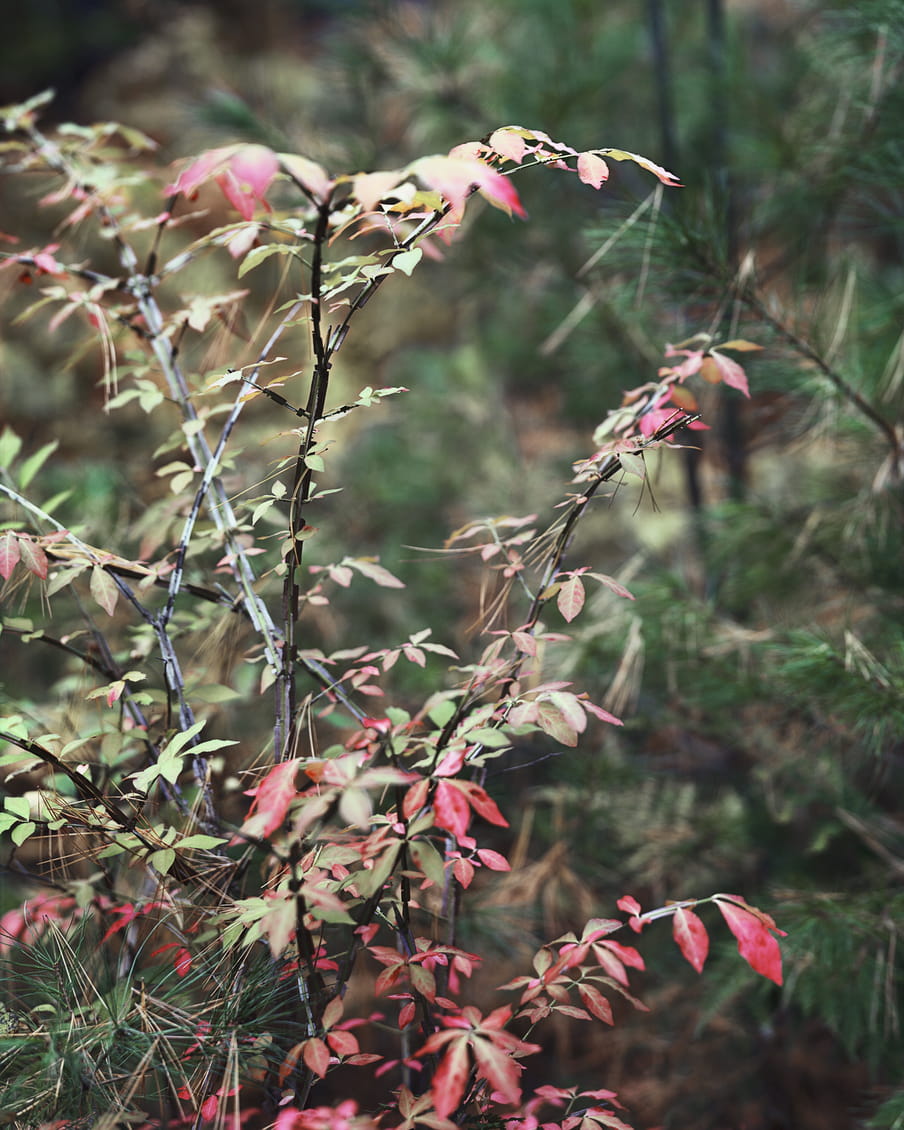 Photograph showing branches with red and green leaves subtly entangled with pine branches.