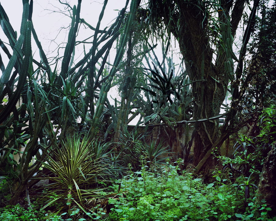 Photograph of a selection of tropical plants and trees, outside.