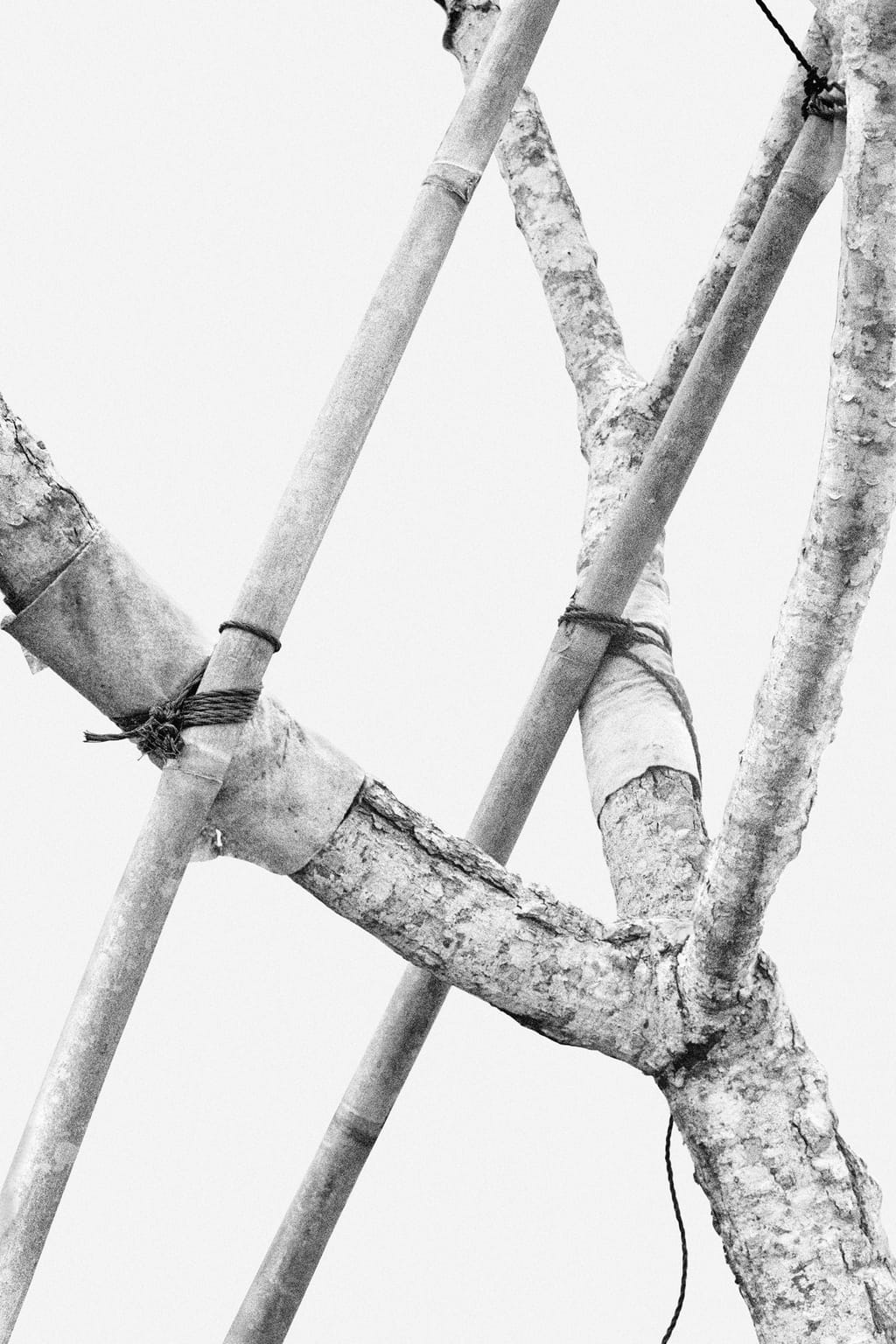 Black and white photo of a tree tied to several wooden branches, supporting it and protected by pieces of fabric; against a white background.
