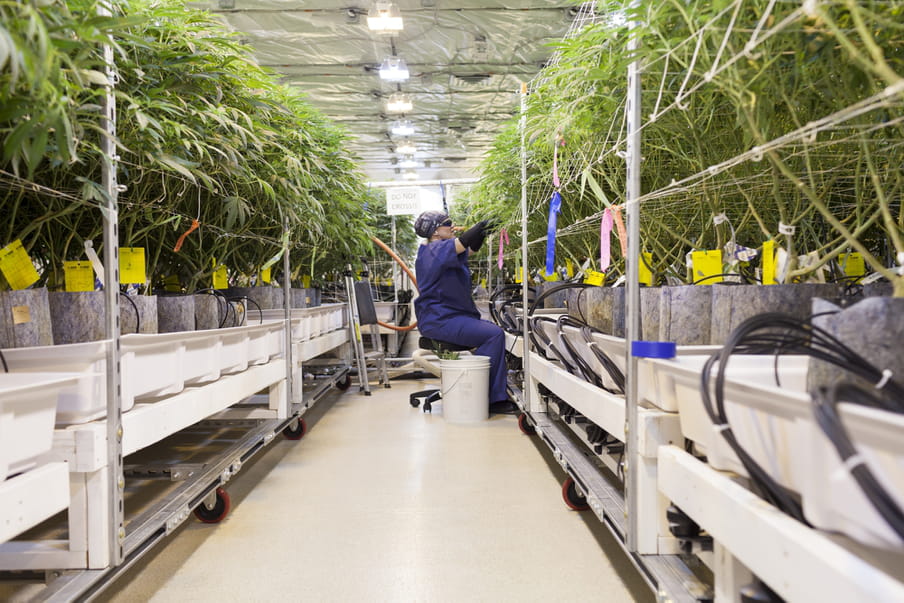 A woman with her hair concealed in a dark blue bandana wears sunglasses, earrings and a dark blue smock uniform, sits on a swivel chair with a bucket to her side. She is in the middle of an aisle of cannabis plants, which are held in trolley shelves. With her large black gloves she is picking at one of them to the right. A sign says ‘do not cross!!’ behind her.