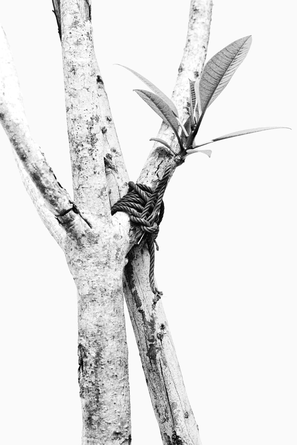 Black and white photo of a tree tied to a wooden branch, supporting it; against a white background. One of the branches of the tree has a young branch growing out of it.  