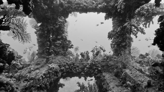 View from the inside of an artifical reef. The so called productive structure is already covered with coral and surrounded by little fish.