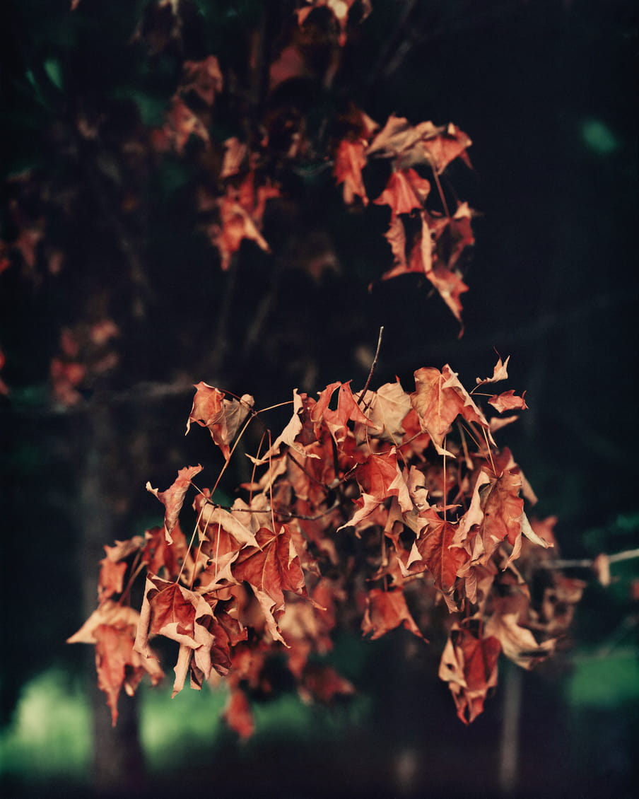 Photo of a branch with red leaves on it