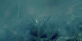 Close up photograph of blue fibers looking like an aquatic plants. 