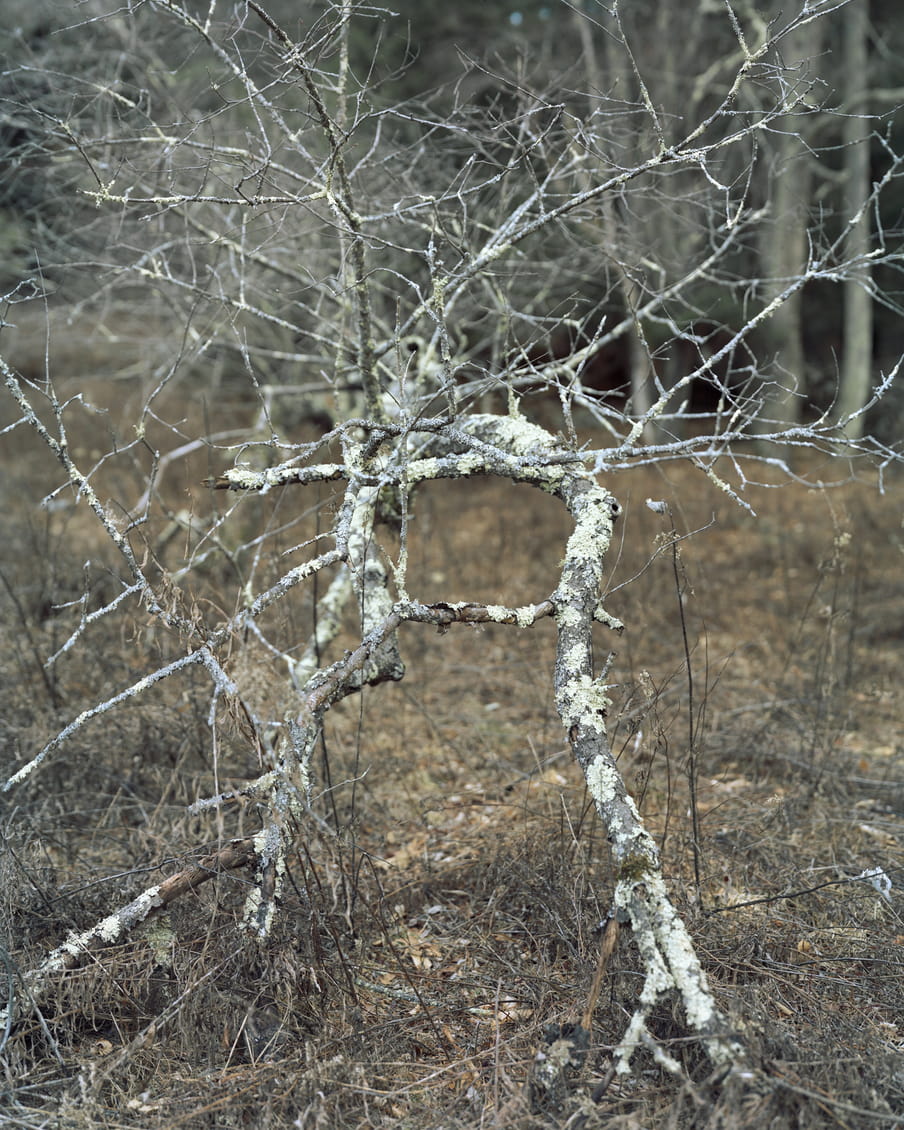 Photo of a branch growing in winter
