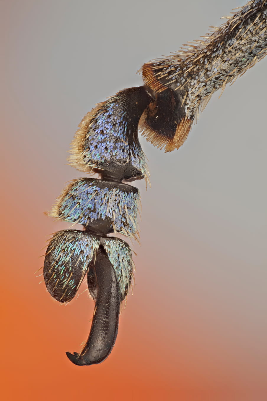 Close up of a the claw of an insect on a gradient orange background. The main structure of the claw is black, covered with beige, purple, turquoise and green hairs. 