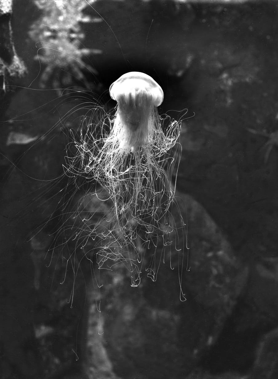 Black and white photo f a jellyfish