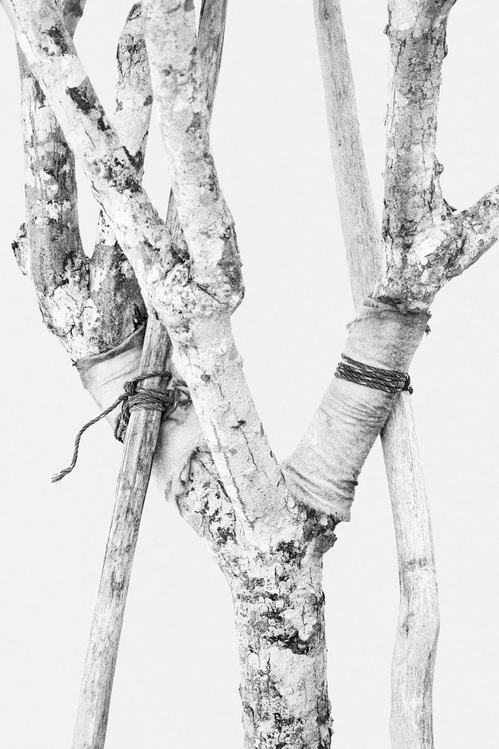 Black and white photo of a tree tied to several wooden branches, supporting it and protected by pieces of fabric; against a white background.
