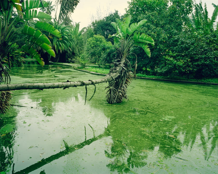 Photograph of a green river, filled with algae, with a tropical branch of a tree above it.