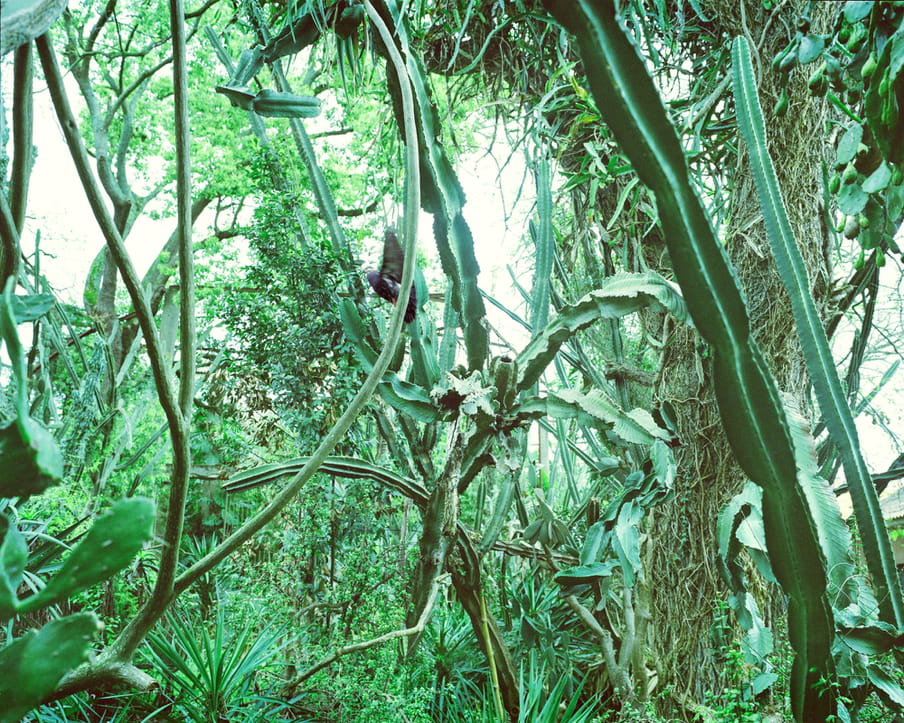 Photo of a forest of cacti and tropical plants