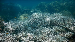 Picture showing a close up of white coral, only a few fish around