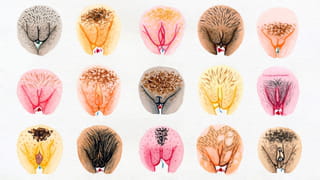 Illustration of 15 vulva's of all sizes, colours and kinds