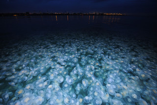 A moon jelly swarm in Denmark. Photo by Casper Tybjerg