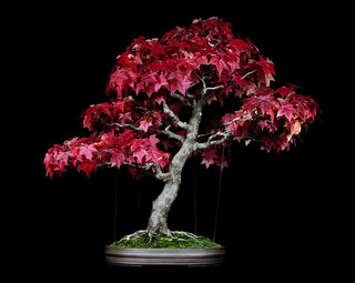 Untitled #8, The Bonsai Project: Typology. © Sjoerd Knibbeler and Rob Wetzer