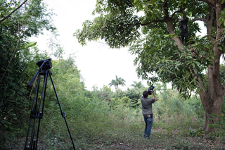 Farmer Fleurisca Malvoisin prunes his sole mango tree. He is being filmed by a camera crew from the aid organization that provided him with training on how to better care for his tree. Photo by Pieter van den Boogert
