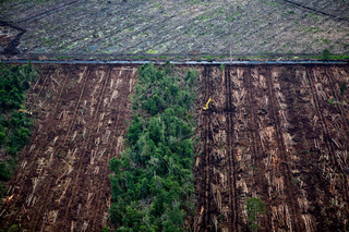 Deforestation in the rainforests of Sumatra, Indonesia. Photo by Kemal Jufri/AFP